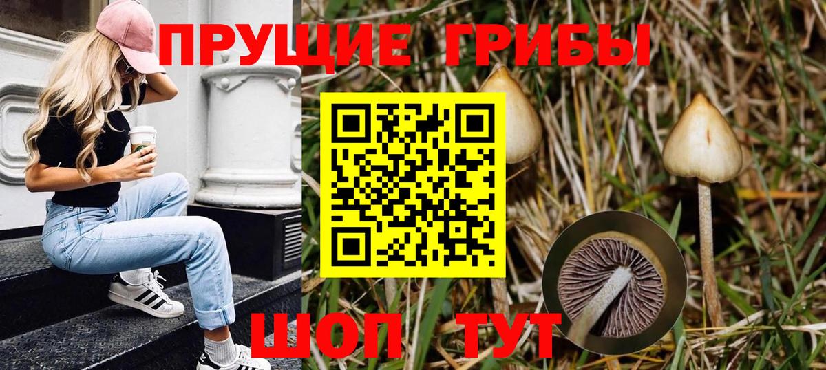 Галлюциногенные грибы Psilocybine cubensis  где можно купить наркотик  Вход с VPN  Асбест  Псилоцибиновые грибы GOLDEN TEACHER 